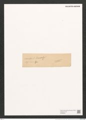 Navicula muscaeformis Grun. (de-Toni-Nr.: Genus 1, Species 249) Zeichnungen Sammlung Grunow (NHMW-BOT-W0366951)